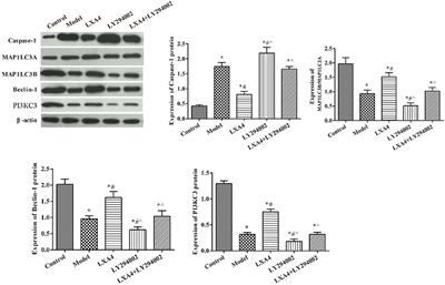 Corrigendum: Lipoxin A4 Inhibits NLRP3 Inflammasome Activation in Rats With Non-compressive Disc Herniation Through the JNK1/Beclin-1/PI3KC3 Pathway